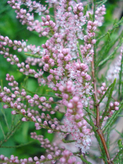 Tamarix tetranda (2011, May 08) - Tamarix tetranda