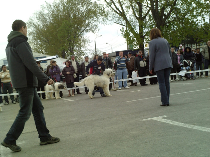 SUNP1400 - lady si lord cac cupa bucovina 2011