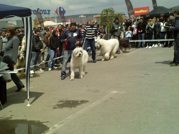 SUNP1372 - lady si lord cac cupa bucovina 2011