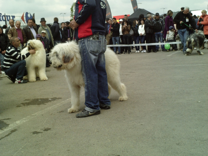 SUNP1388 - lady si lord cac cupa bucovina 2011