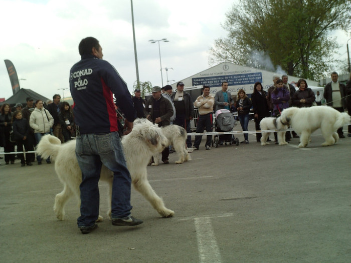 SUNP1399 - lady si lord cac cupa bucovina 2011