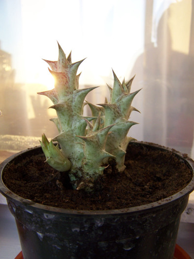 Caralluna hesperidum - Cactusi identificati