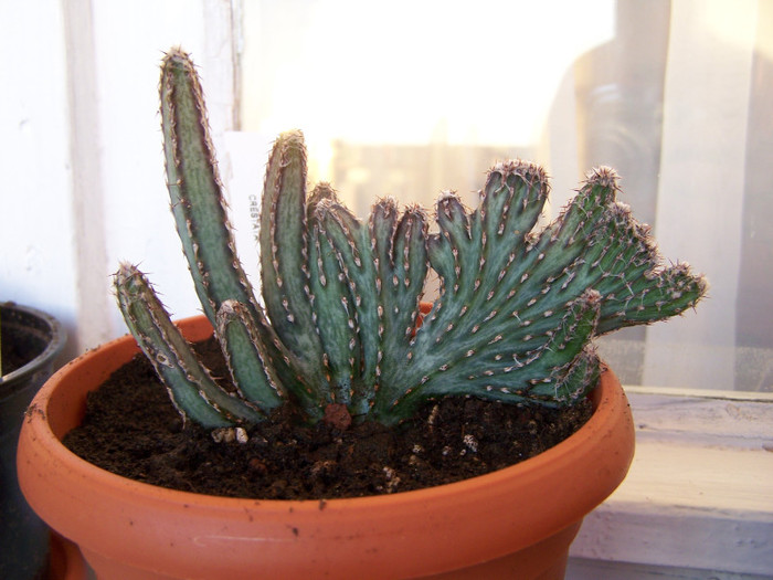 Monvillea spegazzinii fm. cristata - Cactusi identificati