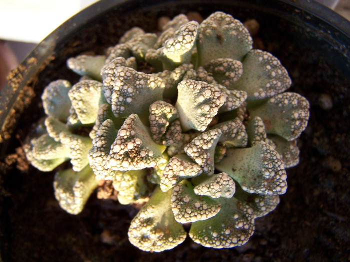 Titanopsis calcarea - Cactusi identificati