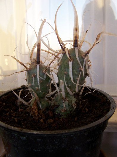 Tephrocactus articulatus v. papyrochantus - Cactusi identificati