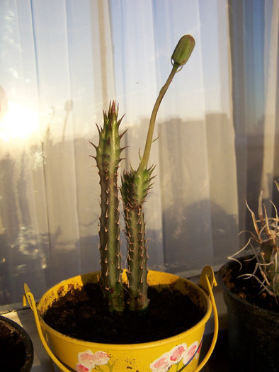 Senecio stapeliformis - Cactusi identificati