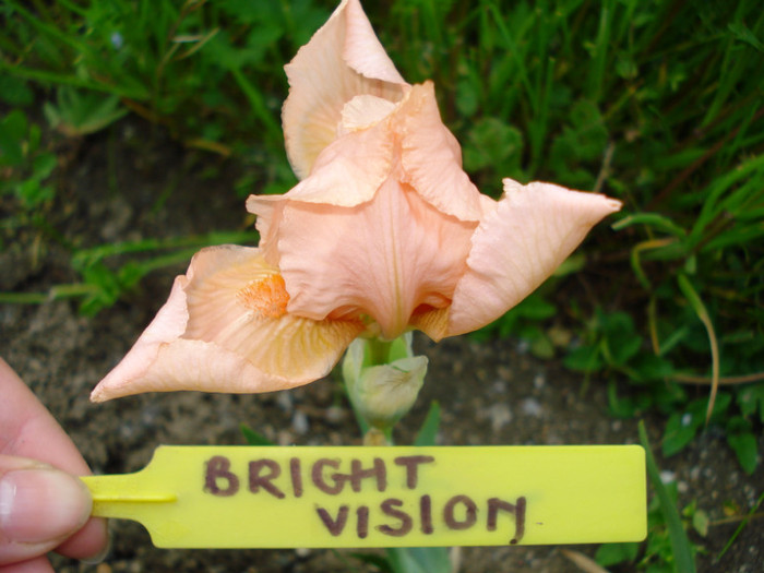 DSC04030 - Bright Vision