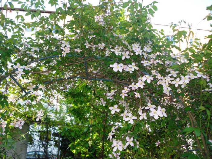 DSC04287 - Clematis 2011