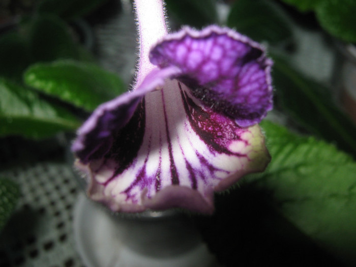  - streptocarpus CF Giselle