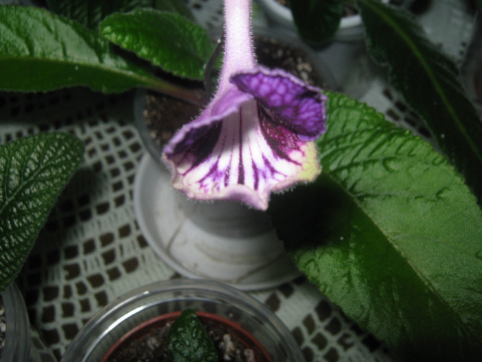  - streptocarpus CF Giselle