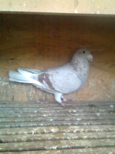 125434-00Bricoux -Andruseac Vasile