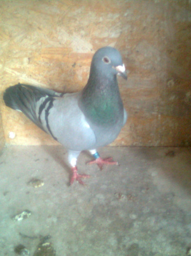 523023-02 Matache Stefan