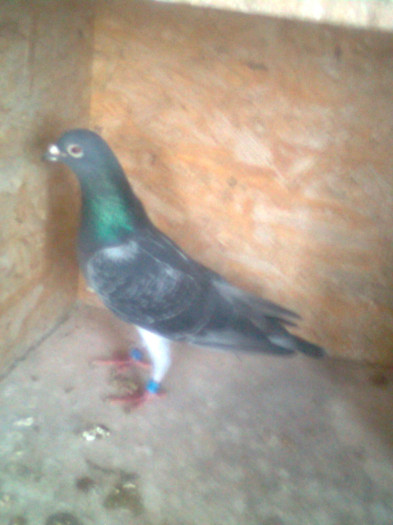 544228-08.100%Frantescu Vali