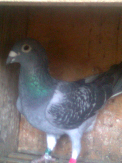 278842-01 Vasiliu Mihai