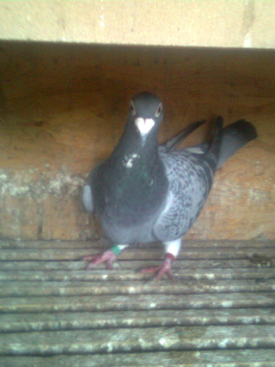 603742-03.100%Matache Stefan