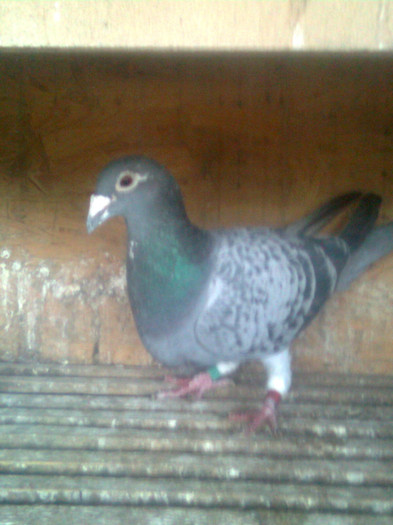 Nepoata Scorpion,Bibi Stefanescu