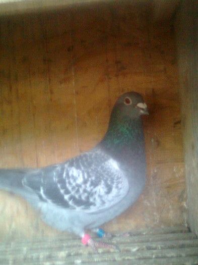 067248-08Carje Viorel