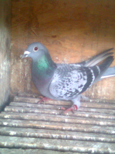 fiica (73)Calcan Florin