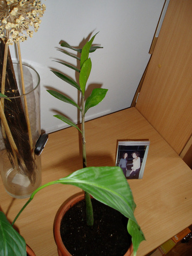 zamioculcas-Cu multe multumiri - flori 2011