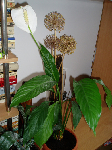 spatiphyllum-cu mii de multumiri - flori 2011
