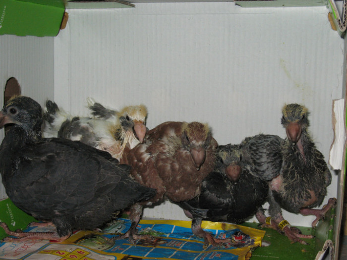 IMG_4050 - 2 Voiajori germani de frumusete