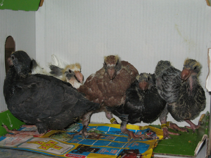 IMG_4051 - 2 Voiajori germani de frumusete