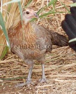 3 - American Game Bantams