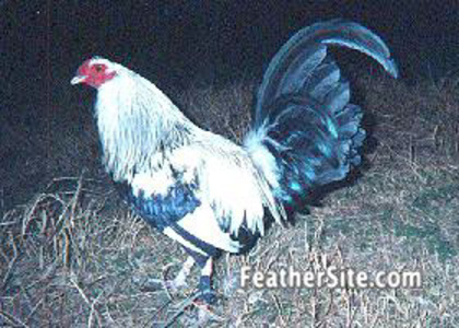 1 - American Game Fowl