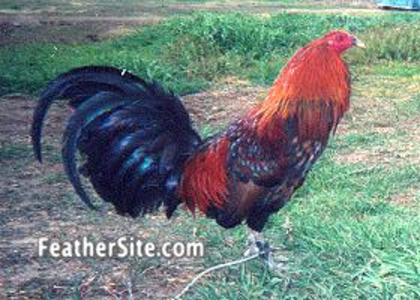 2 - American Game Fowl