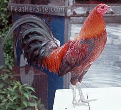 4 - American Game Fowl