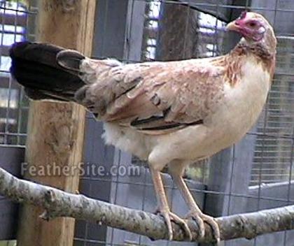 10 - American Game Fowl