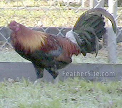 11 - American Game Fowl