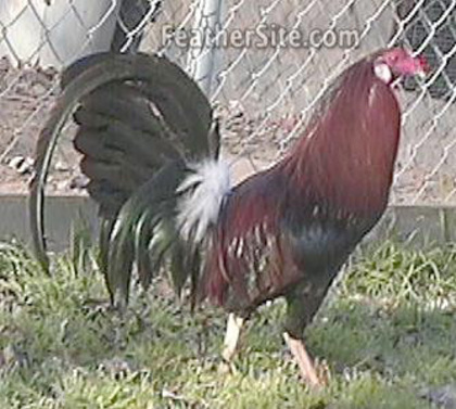 12 - American Game Fowl