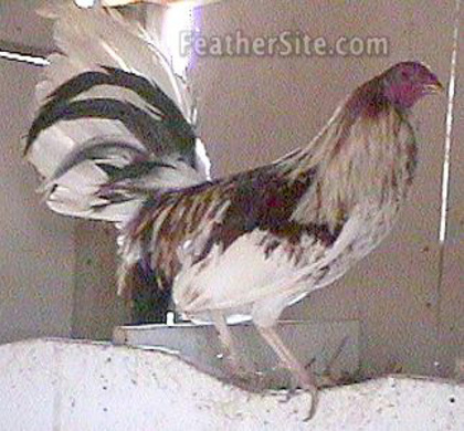 13 - American Game Fowl