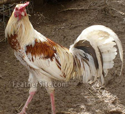 20 - American Game Fowl