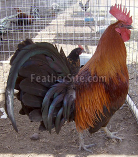 21 - American Game Fowl