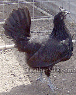 22 - American Game Fowl