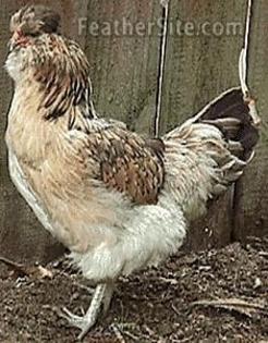 1 - Araucana