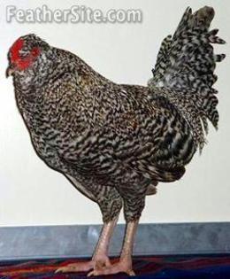 2 - Araucana