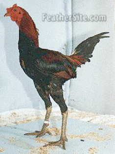 1 - Australian Gamefowl