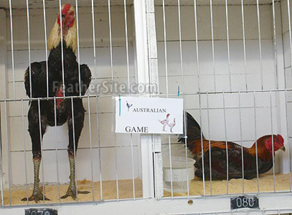 7 - Australian Gamefowl