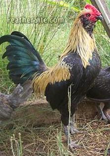 4 - Australian Pit Fowl