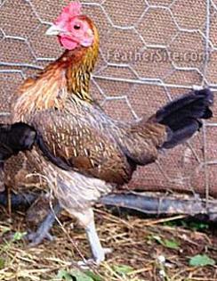 6 - Australian Pit Fowl