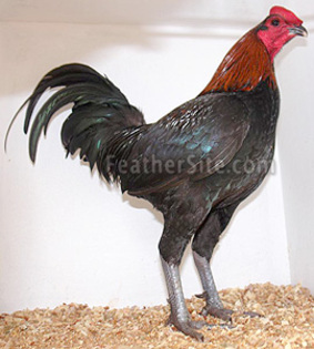 10 - Australian Pit Fowl