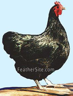 6 - Australorps