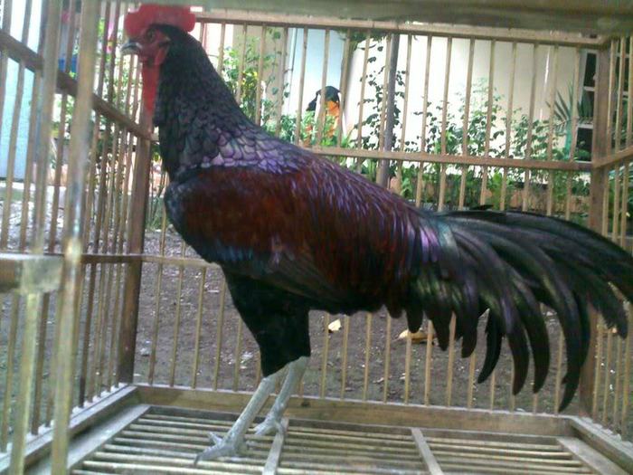 5 - Ayam Bekisar