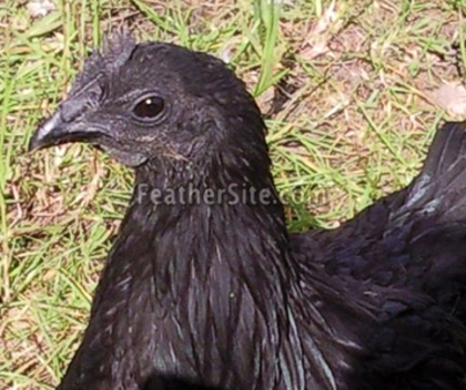 7 - Ayam Cemani