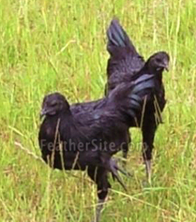 9 - Ayam Cemani