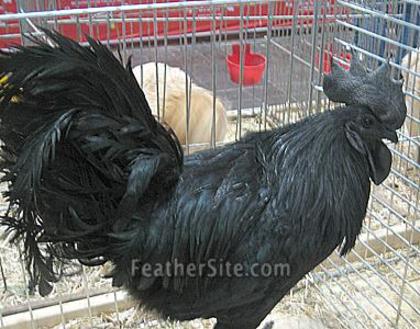 10 - Ayam Cemani