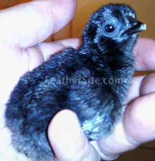 11 - Ayam Cemani